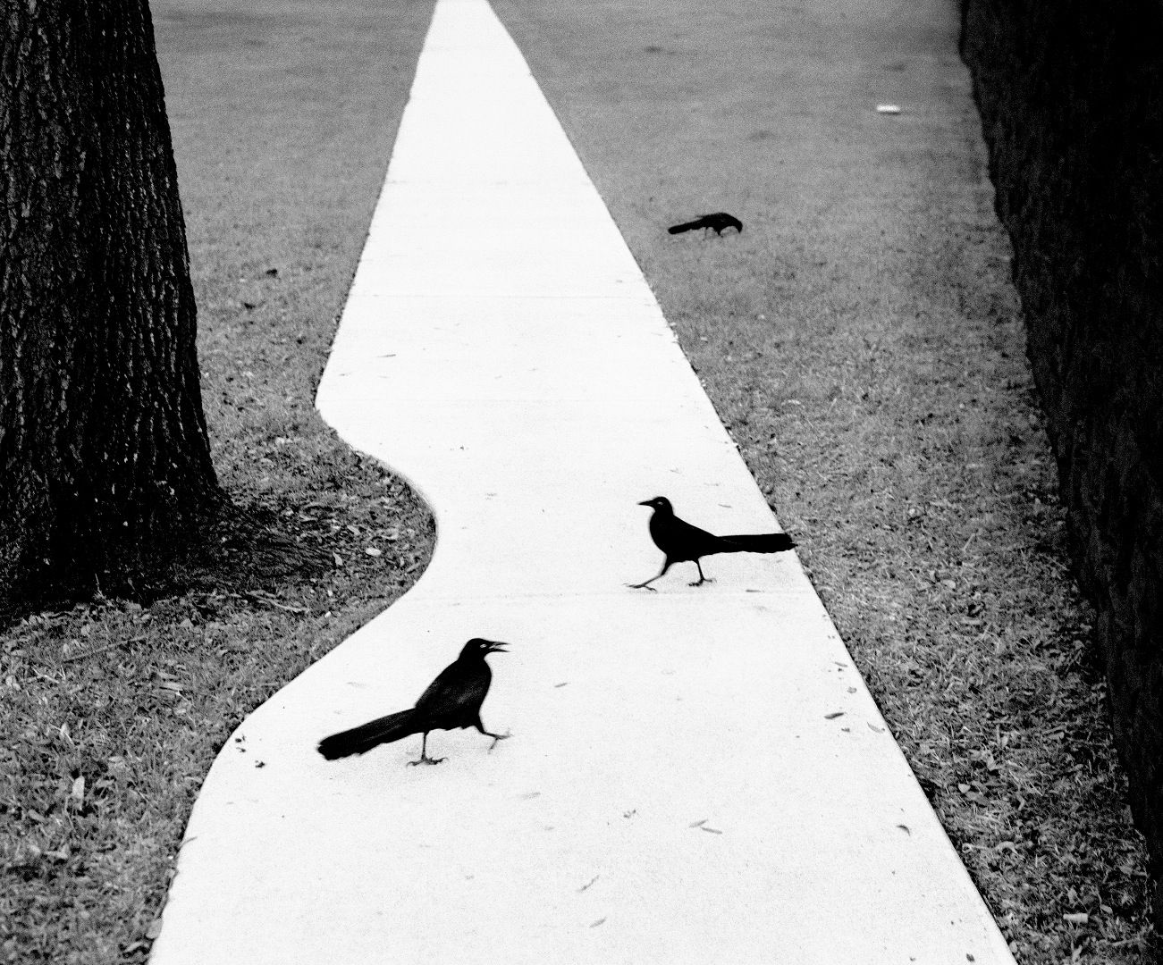Here Far Away - Photographs by Pentti Sammallahti | LensCulture
