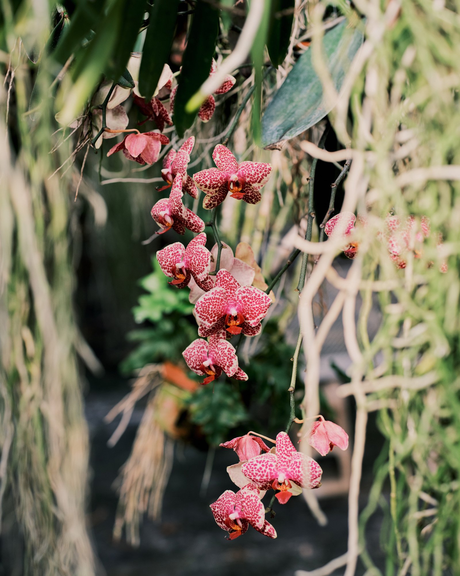 The Orchid Maker — THE BITTER SOUTHERNER