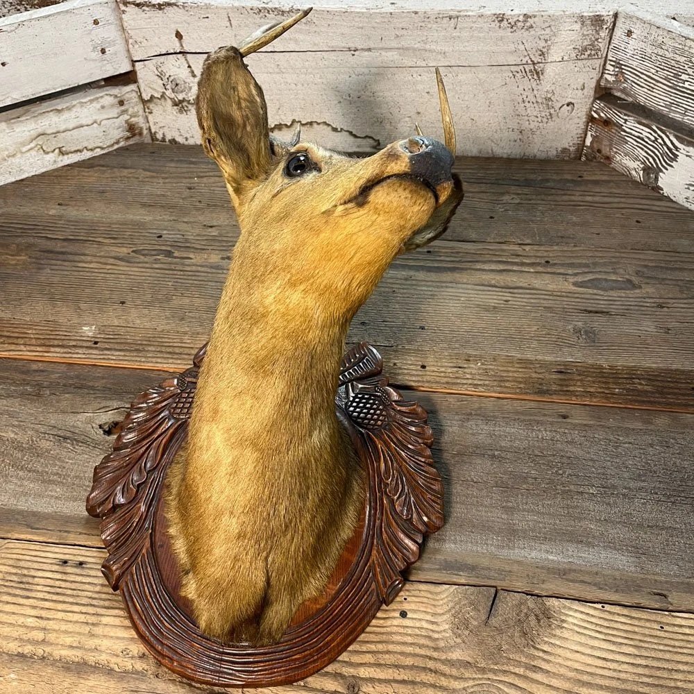 Taxidermy Deer Head on Carved Wooden Plaque — Aurora Mills
