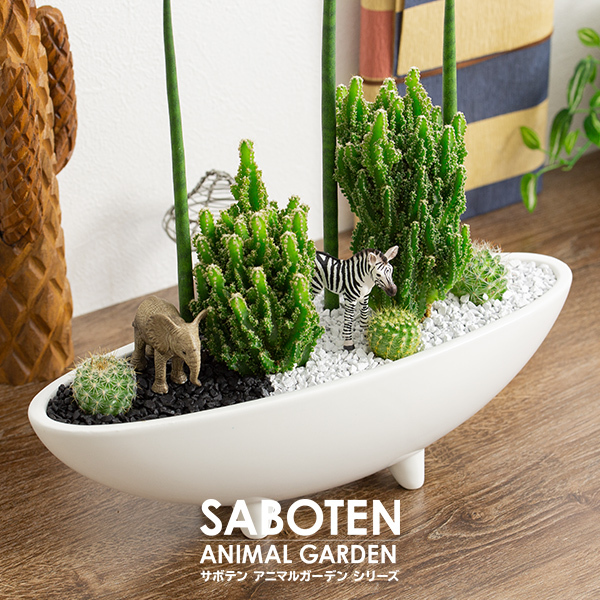 アニマルガーデン 寄せ植え 電磁波サボテン セレウス＆スタッキー 2体