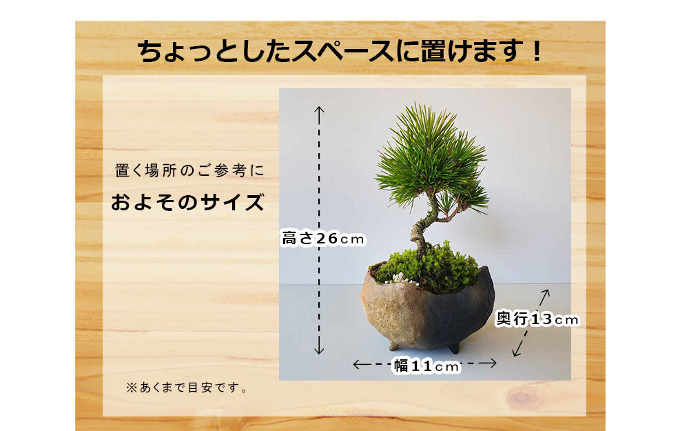日々の暮らしに憩いと安らぎを演出【黒松（くろまつ）の盆栽（鉢 作家