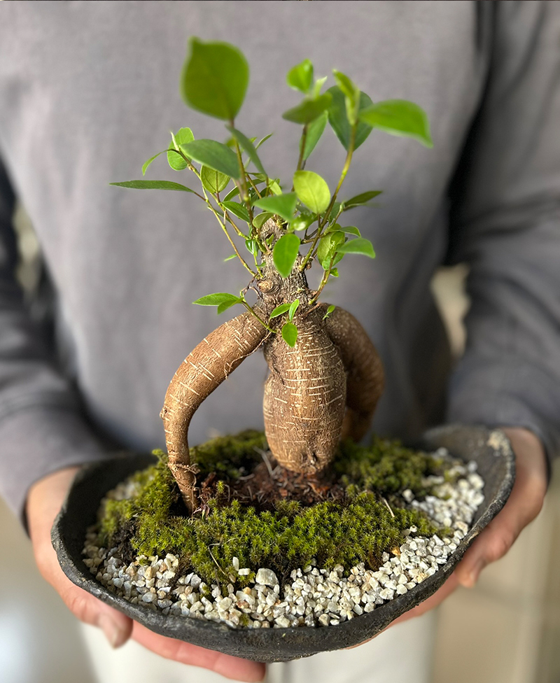 多幸の樹 縁起の樹 ガジュマル盆栽 くらま岩風鉢】 - 【みどり屋～和草