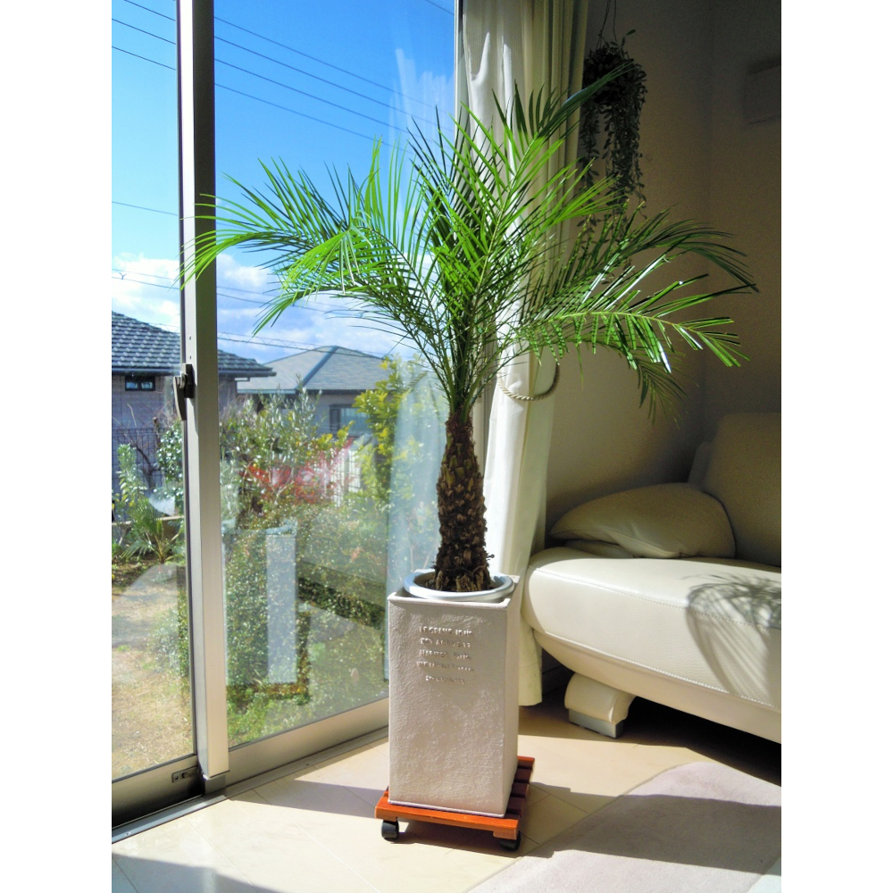 フェニックスロベレニー 8号(104:シンノウヤシ)観葉植物 シンボル