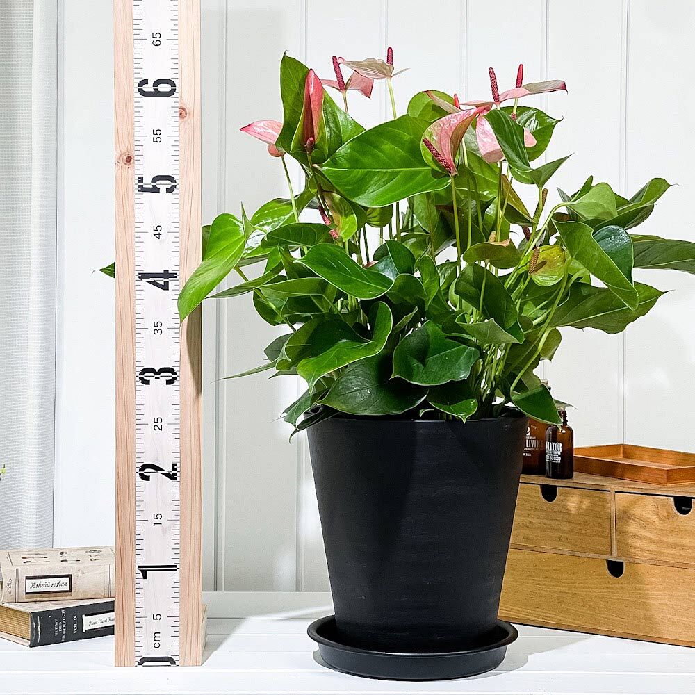 PLANCHU 観葉植物 アンスリウム ミスティーク 8号鉢 受け皿付き 育て方