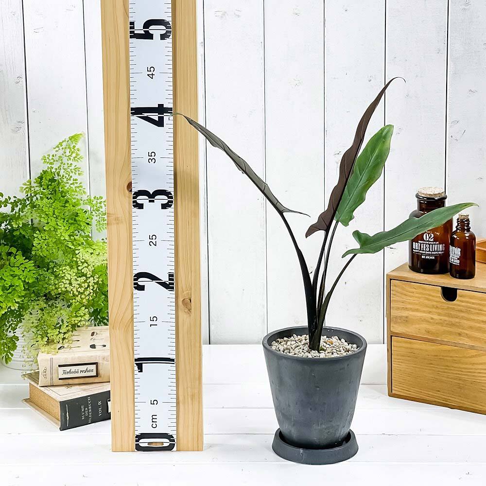 PLANCHU 観葉植物 アロカシア ラウテルバキアナ 4号樹脂鉢