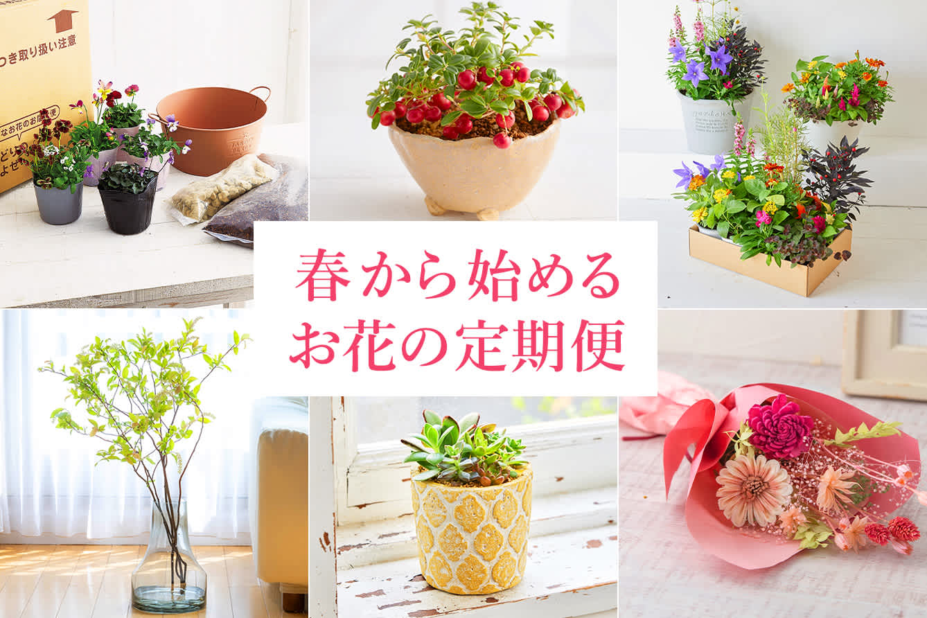 毎月花・寄せ植えが届く定期便・頒布会 わたしのおうち時間を楽しもう