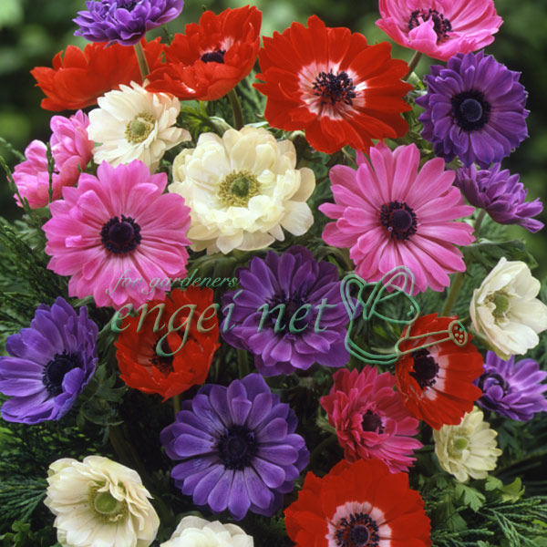 園芸ネット本店｜アネモネ：八重咲き 混合 40ml入り の通販【公式】