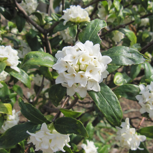 園芸ネット本店｜ジンチョウゲ（沈丁花）：白花3-4号ポット の通販【公式】