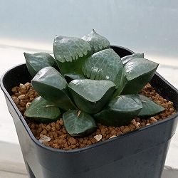 園芸ネット本店｜ハオルチア：プラチナ（GMマルクス交配） 2.5号