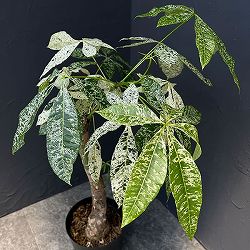 園芸ネット本店｜パキラ：ミルキーウェイ 7号 の通販【公式】