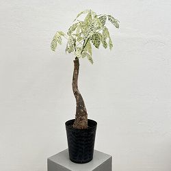 園芸ネット本店｜パキラ：ミルキーウェイ 6号25-05 の通販【公式】