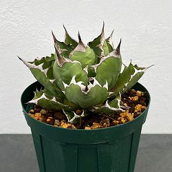 園芸ネット本店｜アガベ：オテロイ（チタノタ FO-076 エフオーゼロ