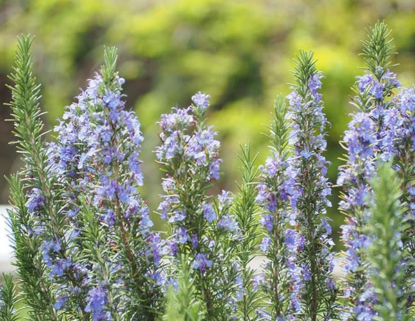 園芸ネット本店｜ローズマリー（立性）：マリンブルー4号 2株セット の