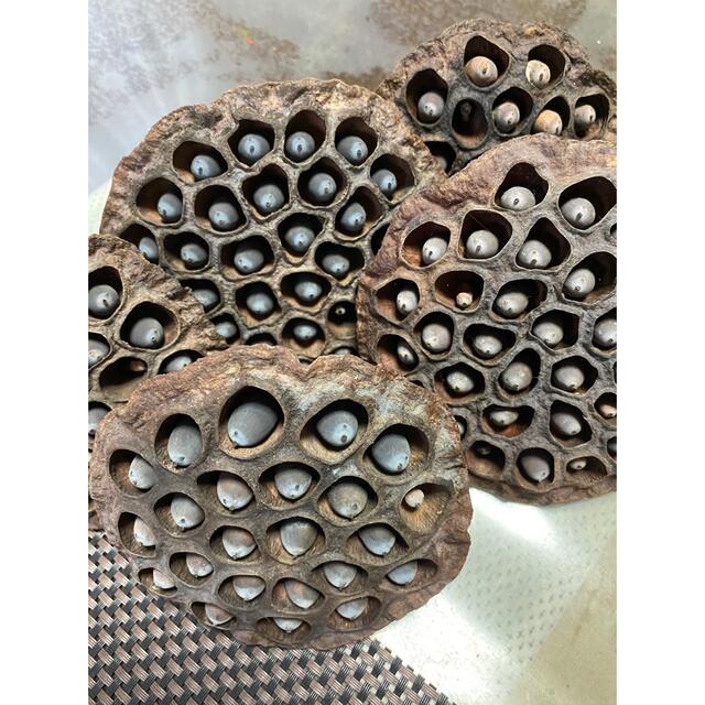 大賀ハス種 50粒の通販 by 無添加ショップこだわり屋｜ラクマ