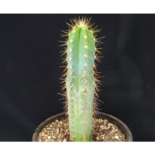 巨大柱サボテン☆ピロソケレウス属☆アズレウス（青いサボテン）(5号鉢