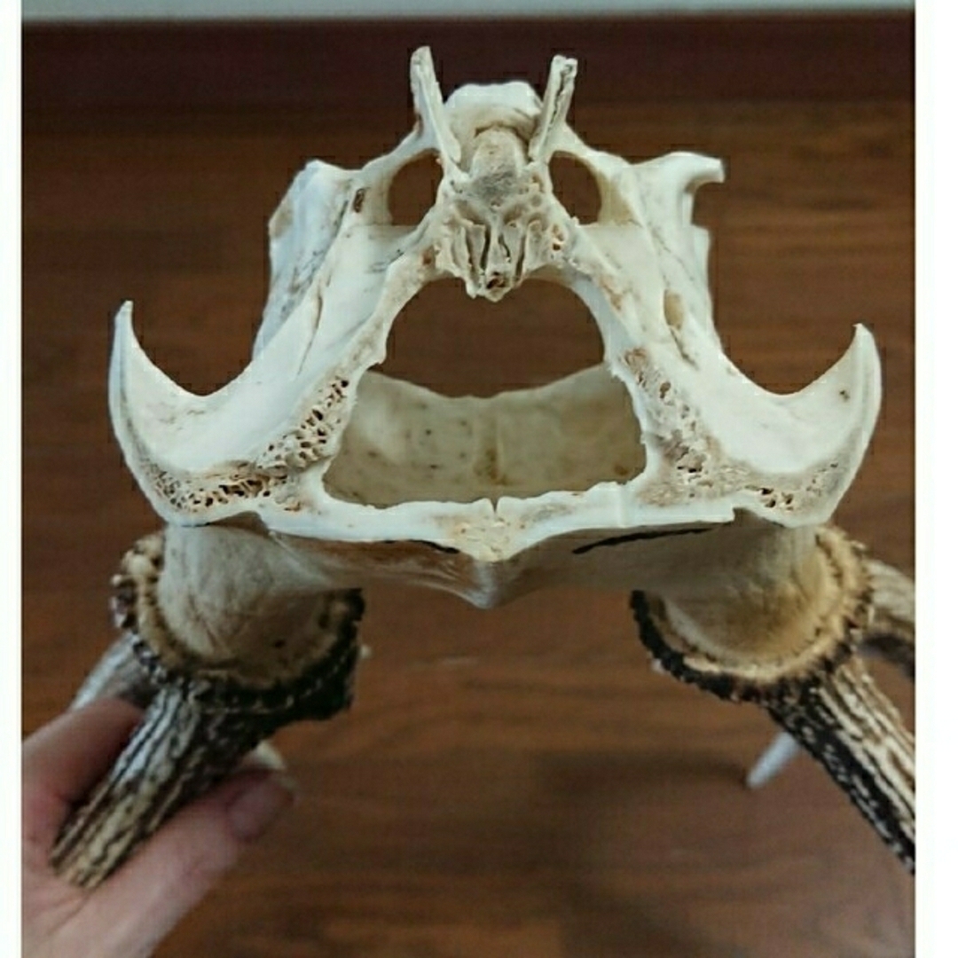 美品、一点物】鹿 ツノ 角 つの 頭蓋骨付き 約60cmの通販 by Ukko's