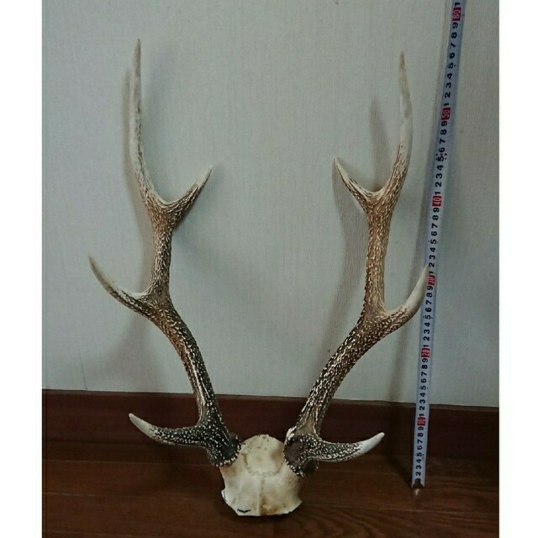 美品、一点物】鹿 ツノ 角 つの 頭蓋骨付き 約60cmの通販 by Ukko's
