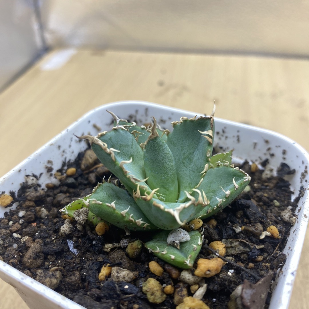 Lj_plants】Z518 アガベ チタノタ 白鯨 強棘 包葉形 美株 綺麗株 大株