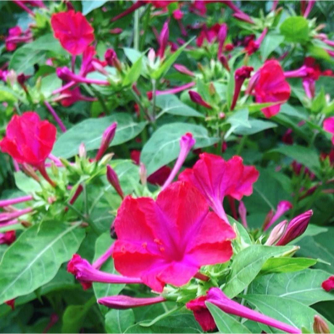 オシロイバナ ミックス色 苗4株塊根 おしろい花 白粉花 夕化粧 白粉花