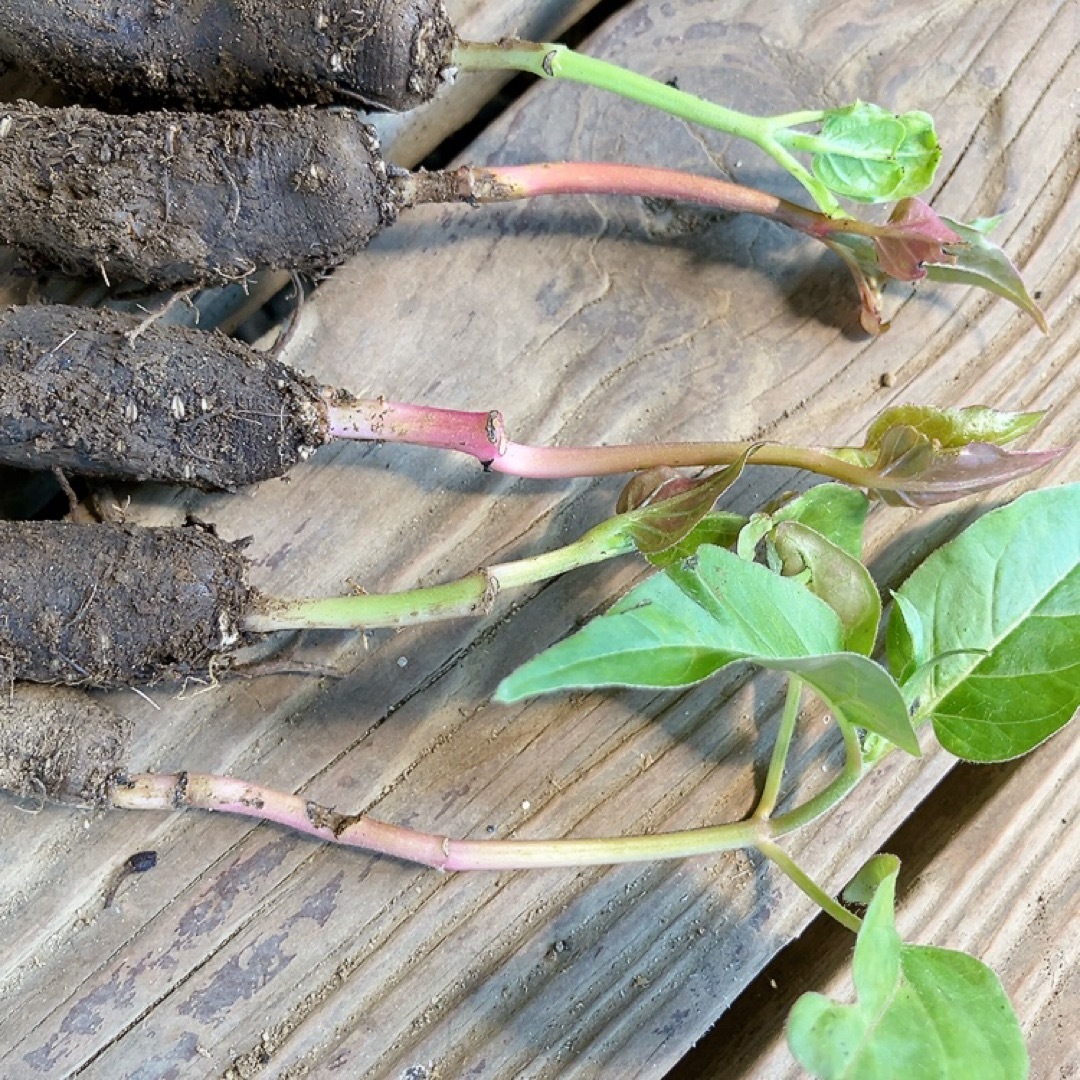 オシロイバナ ミックス色 苗4株塊根 おしろい花 白粉花 夕化粧 白粉花