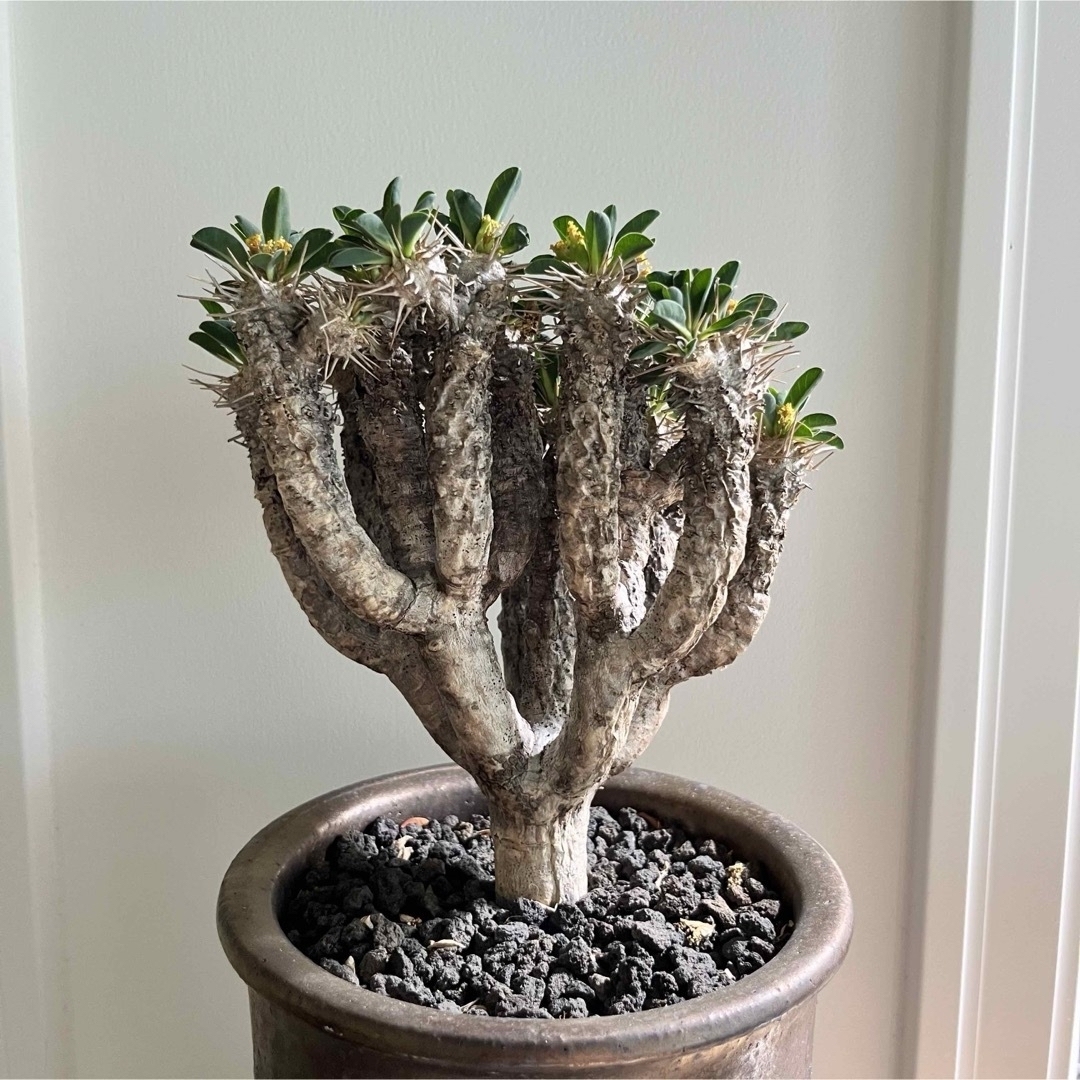 激レア】 細川政己 鉢 浅鉢 グラキリス 激レア】 細川政己 鉢 浅鉢