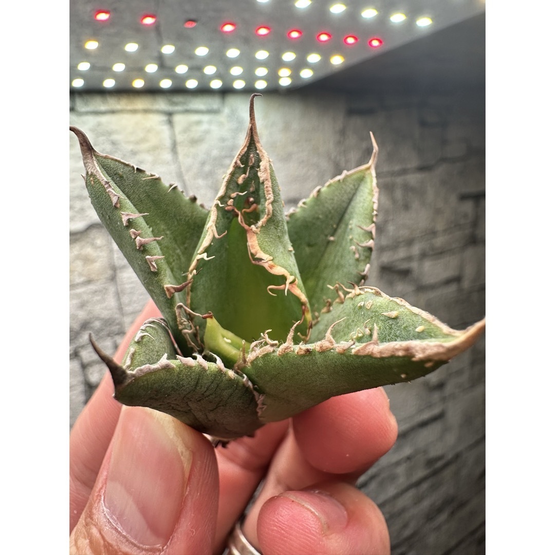 アガベ】豆豆龍 トトロ 超セール価格 中株の通販 by ユタエンシス｜ラクマ