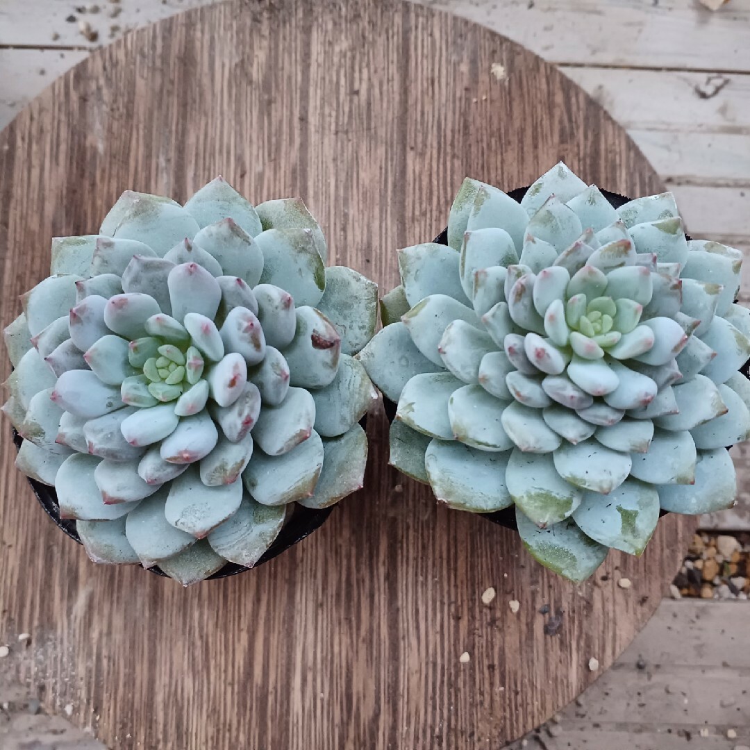 多肉植物モンロー錦抜き苗訳あり