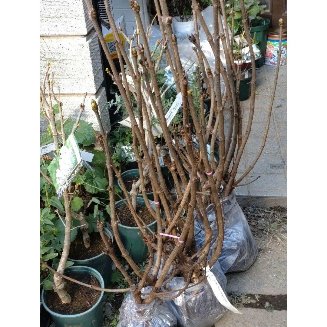 希少 フランス直輸入 正規品 空色 芳香 ライラック『プレジデント