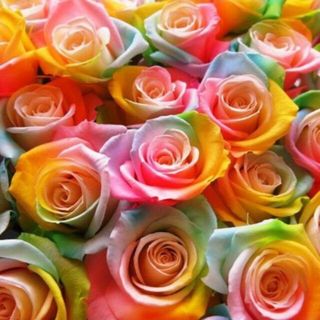 Rady（ケース/ボックス）のフリマアイテム一覧