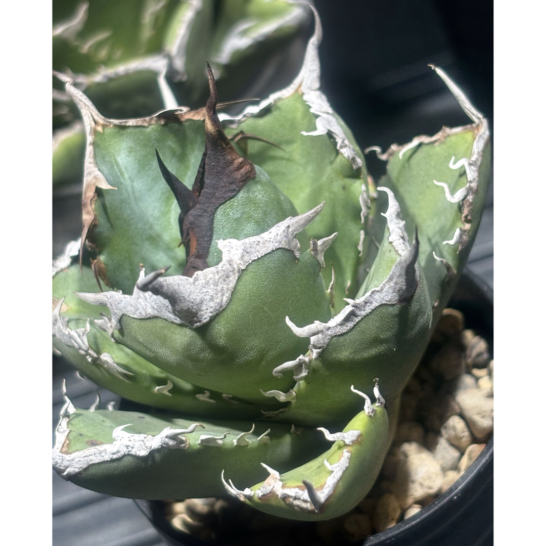 特選！アガベチタノタ牛魔王（極上株）S級血統高級品種super牛魔王大株