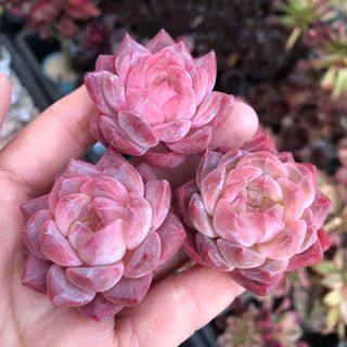 マリン パープルピンク系 多肉植物 ハオルチア アロエの通販 by