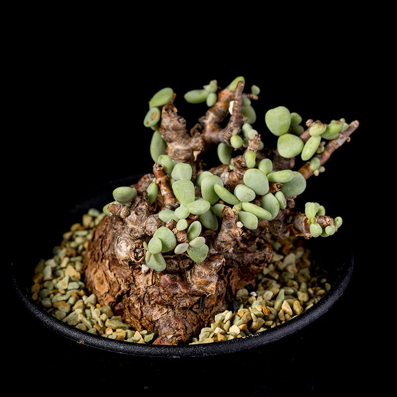 ケラリア・ピグマエアの基本情報・育て方｜多肉植物・サボテン図鑑