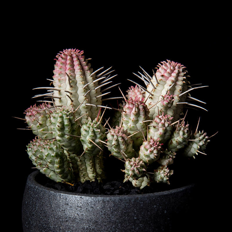 ユーフォルビア白樺キリンの基本情報・育て方｜多肉植物・サボテン図鑑