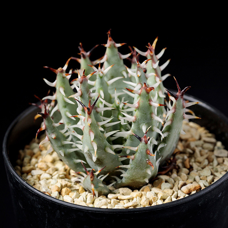 アロエ・エリナケアの基本情報・育て方｜多肉植物・サボテン図鑑