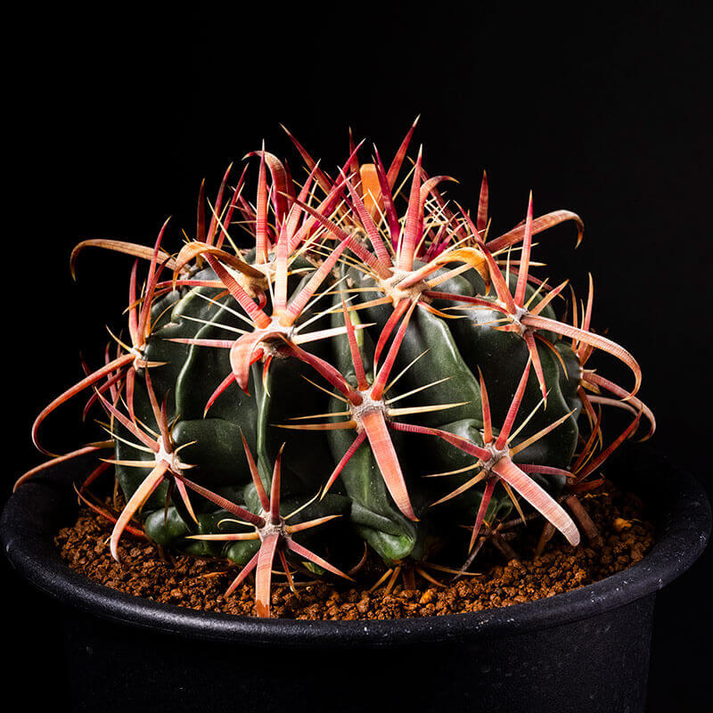 フェロカクタス日の出丸の基本情報・育て方｜多肉植物・サボテン図鑑