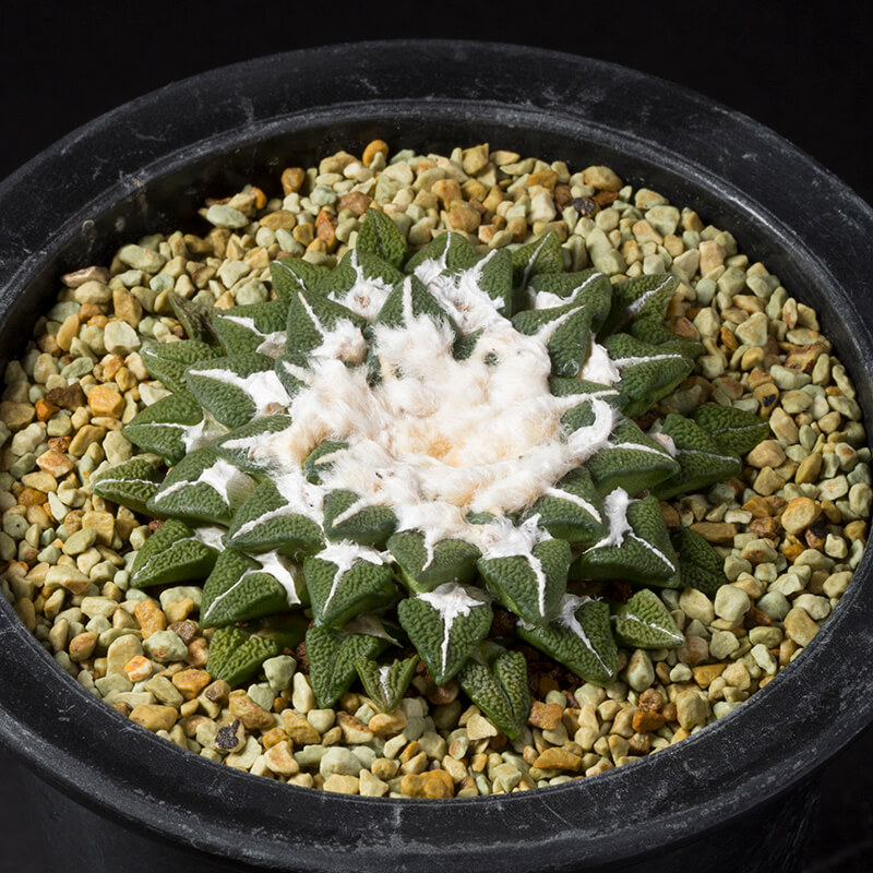 アリオカルプス黒牡丹の基本情報・育て方｜多肉植物・サボテン図鑑