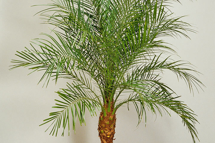 フェニックス・ロベレニーとは｜育て方がわかる植物図鑑｜みんなの趣味