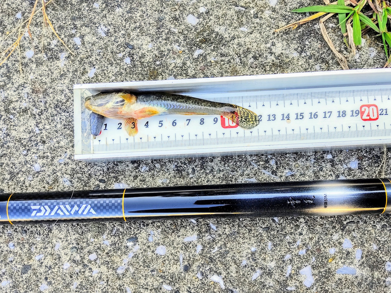 ハゼ釣り始めました。:DAIWA 「雪渓」 硬調 53M を使ってみました。