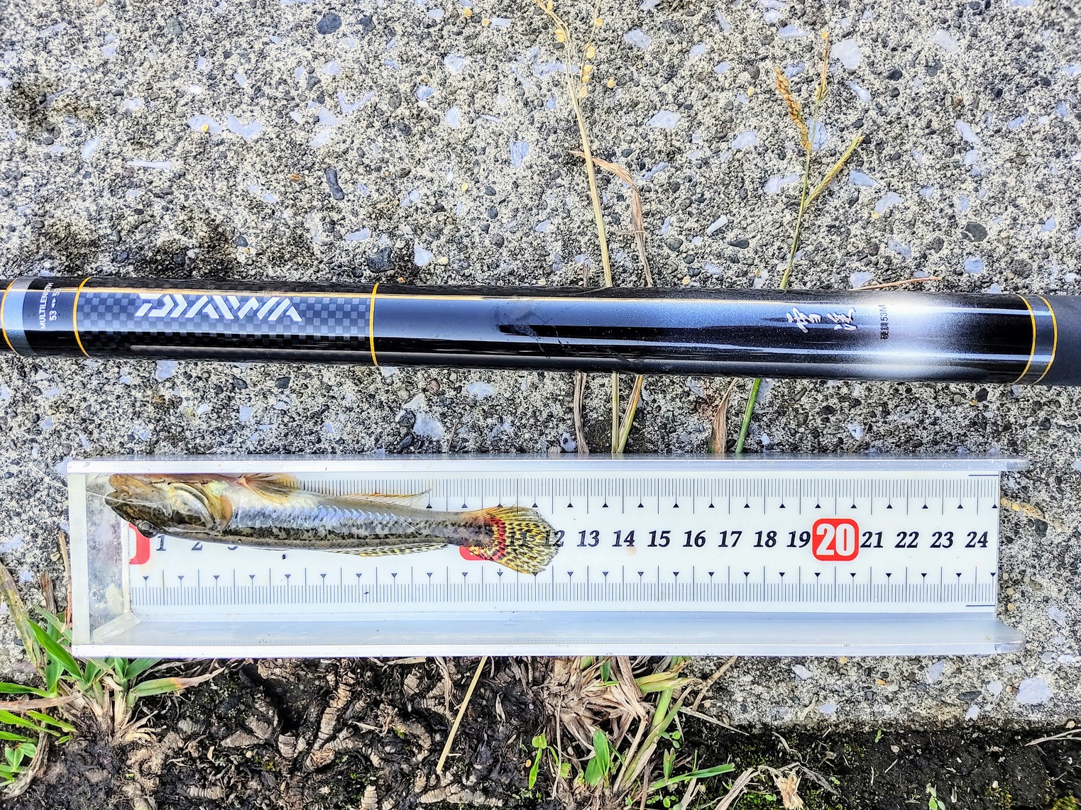 ハゼ釣り始めました。:DAIWA 「雪渓」 硬調 53M を使ってみました。