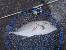 ホップ・ステップ・玉砕日記:ディアルーナ S1100M その2