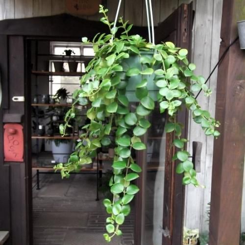 エスキナンサス・タイピンク 吊り 5号 - 植物と暮らす m-plant