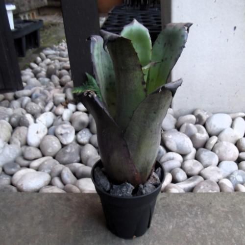 ホヘンベルギア・レオポルドホルスティ・ブラックフォーム 3.5号