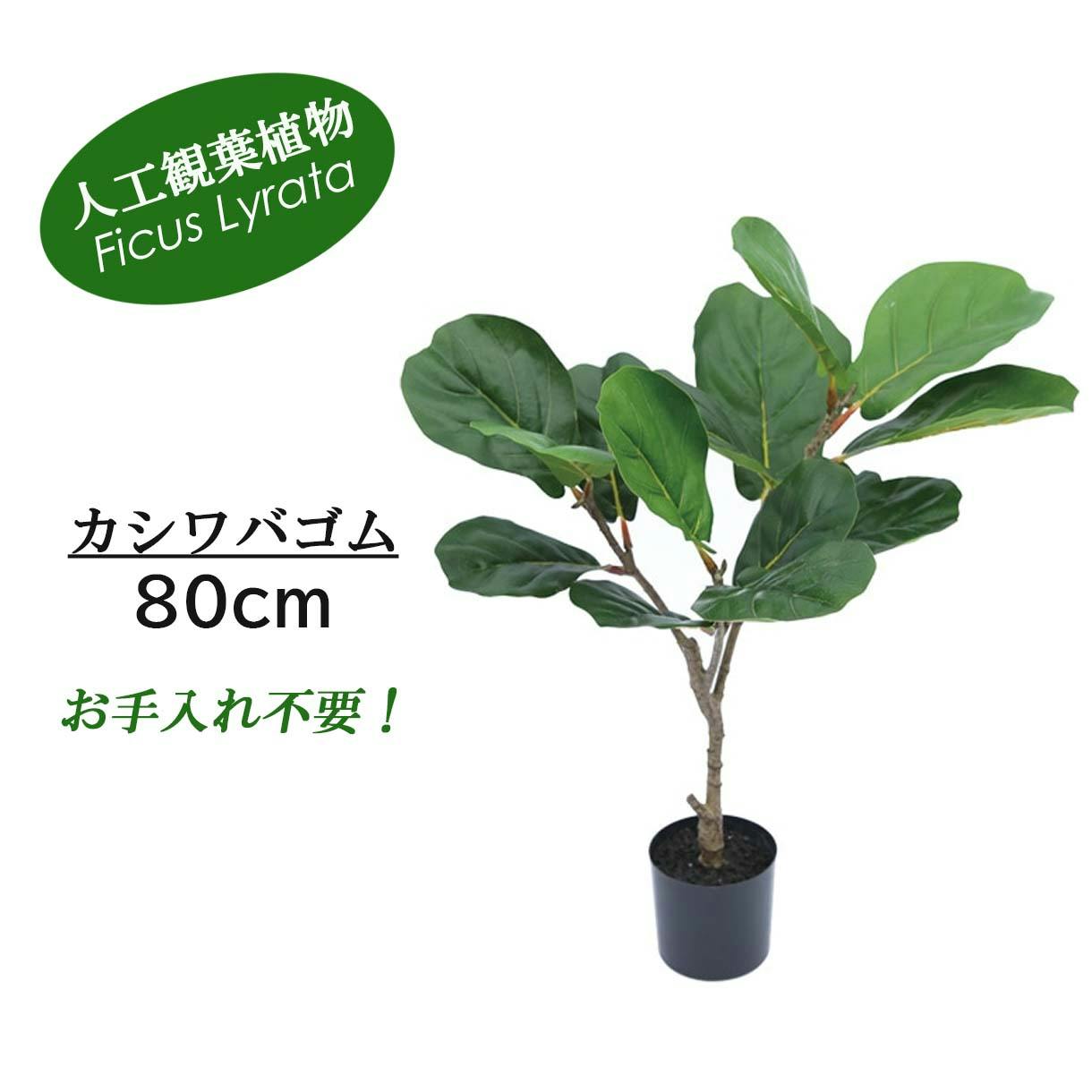 GREEN COFFRET カシワバゴム80cm 人工観葉植物 フェイクグリーン