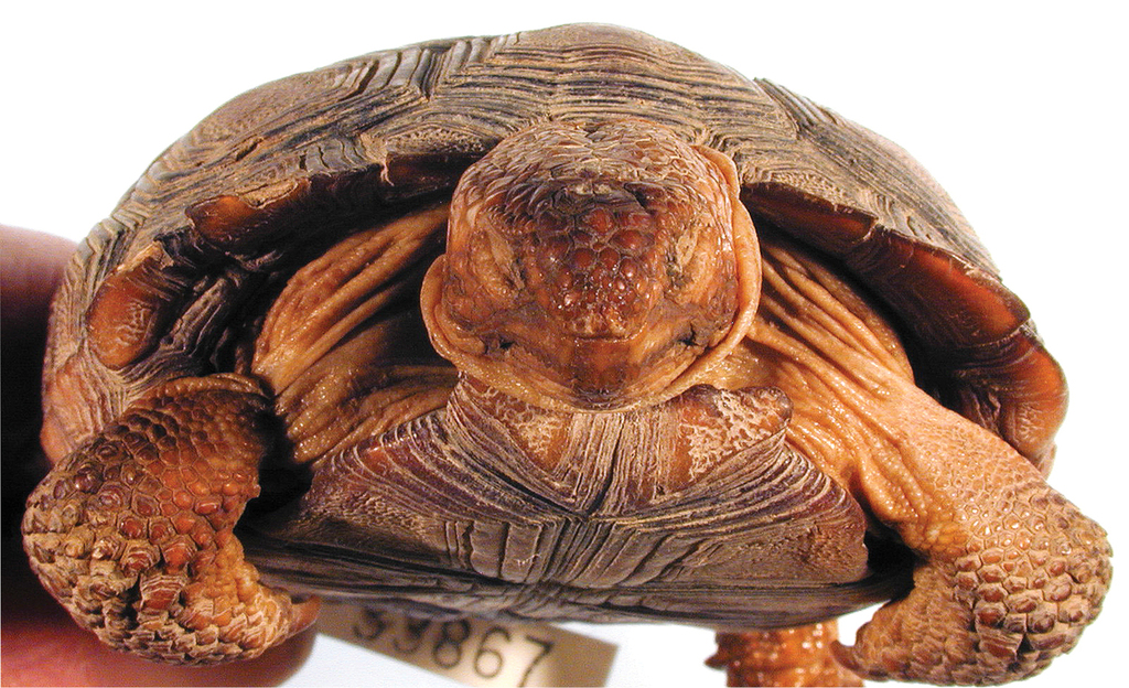 Morafka's Desert Tortoise (Phoenix Zoo - Arizona Trail