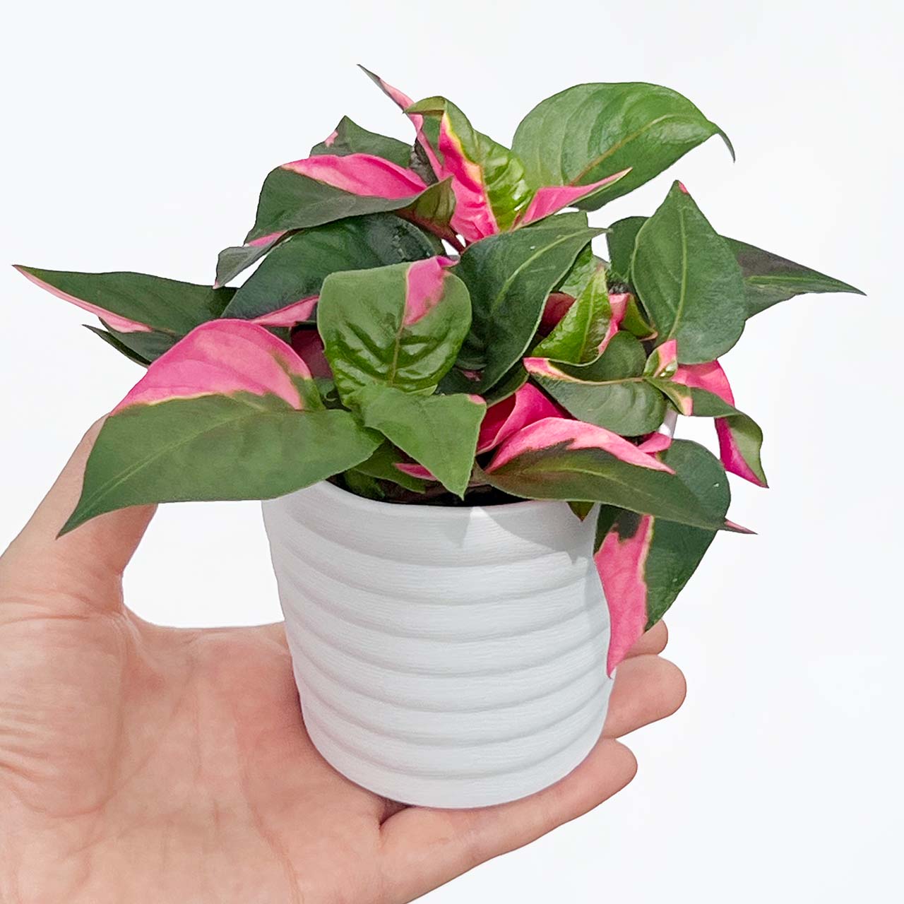 イレシネ ピンクファイヤー – inakougei