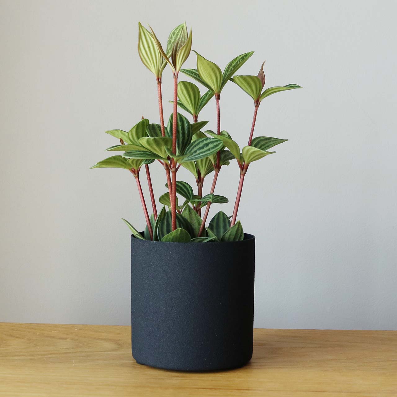 アスタ 金属 鉢カバー 3号 – inakougei