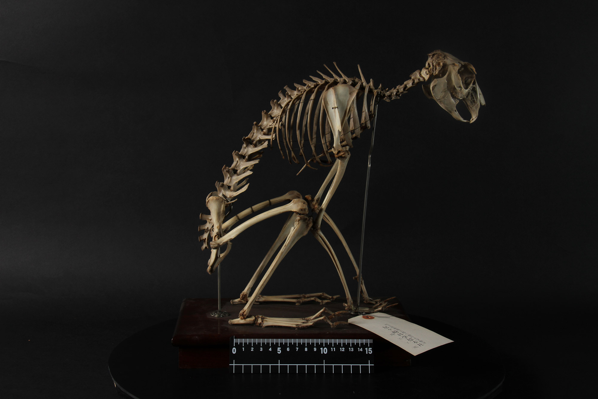 高等科ミュージアム ｜ 学習院高等科