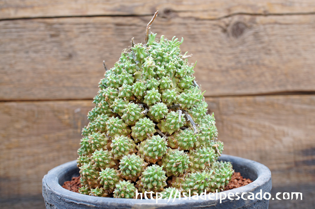 isla del pescado - Euphorbia multiceps-多頭キリン