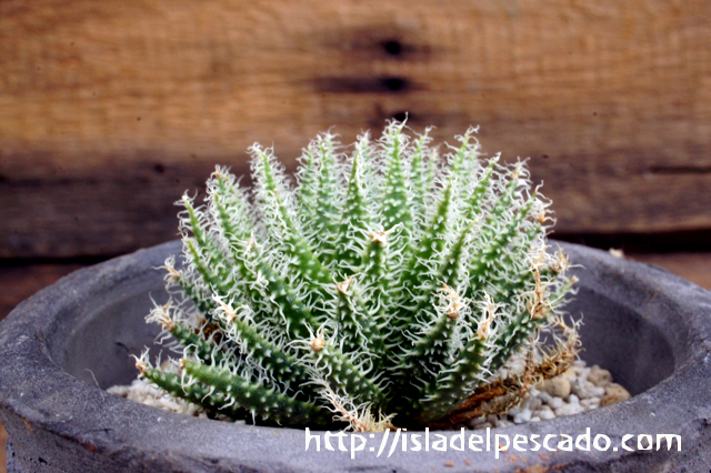 isla del pescado - Aloe haworthioides-アロエ・ハオルチオイデス