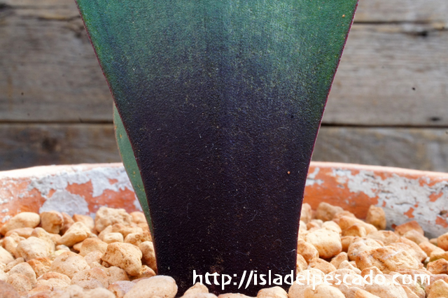 isla del pescado - Haemanthus nortieri-ハエマンサス・ノルティエリ